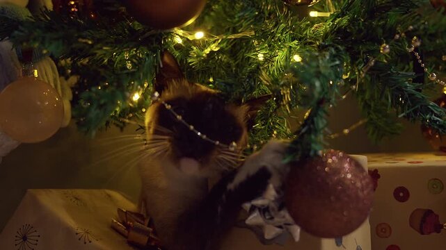 Playful Siamese Cat Biting Christmas Tree Branches Beside Wrapped Gifts and Glowing Holiday Decorations, Curious Pet, Cozy Home and Festive Celebration
