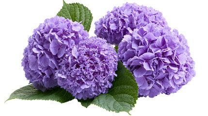 Lush purple hydrangeas with green leaves, isolated on transparent background © AnaMaria