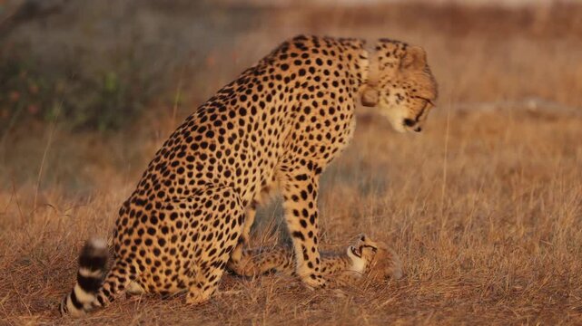  Cheetah mother biting her cub