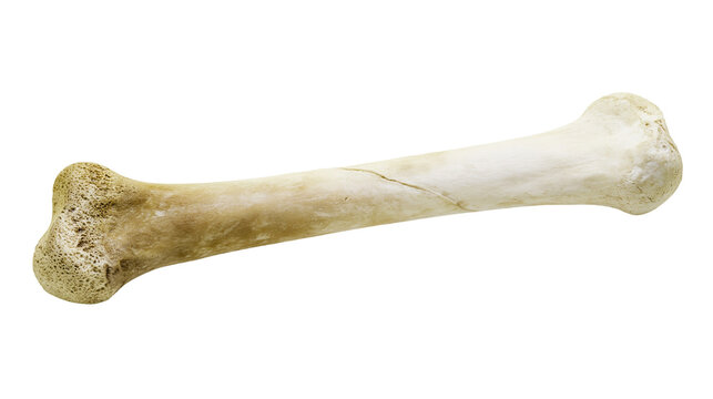 Weathered animal femur bone with cracked shaft, isolated on transparent background