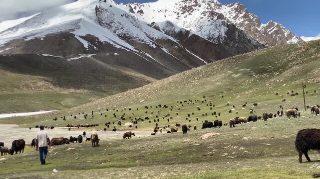 herd of yalk