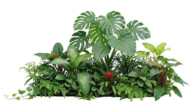 Tropical garden  on a transparent background