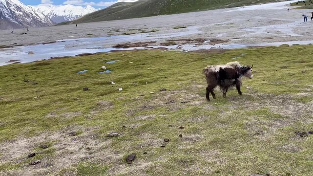 Yalk animals in the mountains