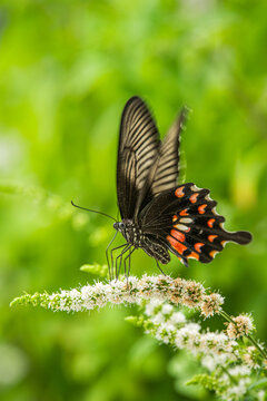 butterfly on a flower