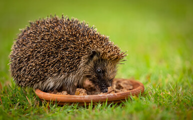 Hedgehog, Scientific name: Erinaceus Europaeus, feeding from a shallow terracotta dish in hedgehog-friendly garden early evening in mid-summer. Hedgehogs are now listed as near threatened  © Moorland Roamer