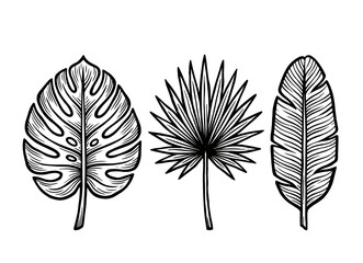 Tropical leaf collection with monstera, fan palm and feather leaf, vintage engraved illustration, botanical vector set © Otpirus