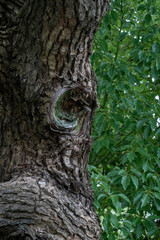 Obraz premium Detailed view of weathered tree bark with a prominent knot, set against a vibrant emerald green leaf background. A visual study of organic texture, resilience, and natural complexity.