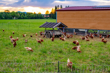 mobile chicken coop wheels solar panels roof, Free range hens natural sustainable farming practices, animal freedom green pasture, electric fence, free range eggs, organic agriculture, rural landscape © kittyfly