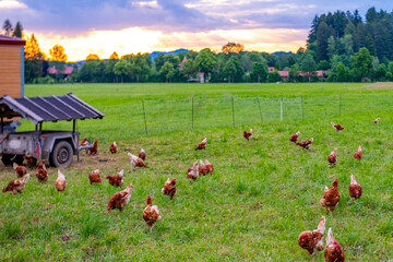 mobile chicken coop wheels solar panels roof, Free range hens natural sustainable farming practices, animal freedom green pasture, electric fence, free range eggs, organic agriculture, rural landscape © kittyfly