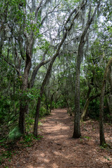 Fototapeta premium Florida path through the woods