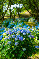 Obraz premium 青紫色の紫陽花のブーケ