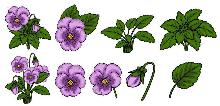 Set of purple pansy flowers and green leaves vector illustration