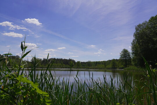 Tranquil Lake Bordered by Green Reeds and Dense Forest Under a Clear Blue Sky with Wispy Clouds Peaceful Nature Scene
