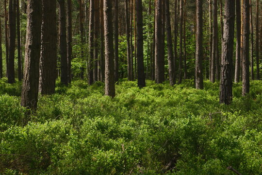Sunlit Dense Pine Forest with Lush Green Undergrowth Showing Natural Sunlight Filtering Through Trees for Tranquil Nature Background