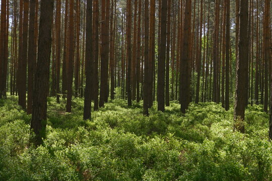 Sunlight Filters Through a Dense Pine Forest Canopy Illuminating Lush Green Undergrowth with Dappled Light Creating a Tranquil Natural Woodland Scene