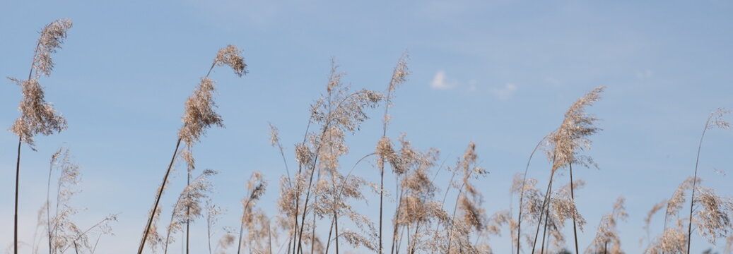 Panoramic Feathery Reed Grass Swaying in Clear Blue Sky at Daylight Peaceful Rural Landscape Panorama Background