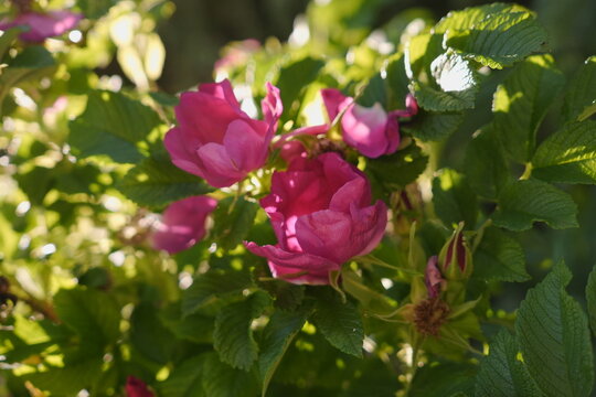 Delicate Pink Wild Roses Blooming in Soft Dappled Sunlight with Green Foliage Background Symbolizing Spring and Summer Beauty