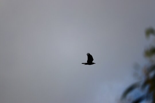 Forest Raven (Corvus tasmanicus) in flight, South Australia