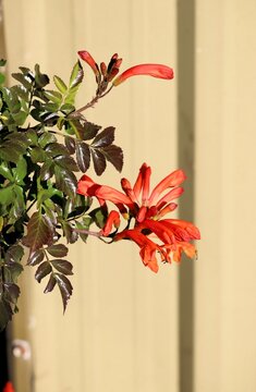 Cape Honeysuckle in flower, South Australia