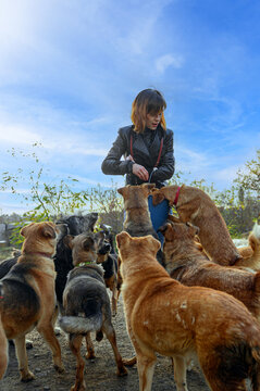 Young Female Volunteer Feeding Homeless Dogs at Animal Shelter/ Animal Rescue and Charity