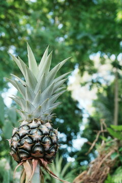 Fresh pineapple fruits On the Pineapple Tree in garden on nature background