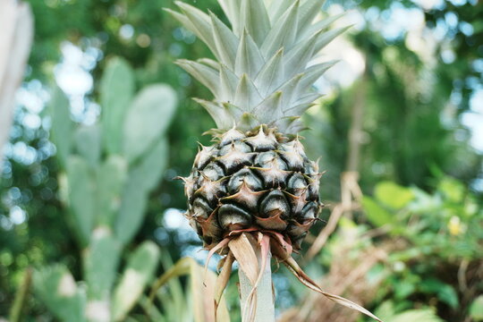 Fresh pineapple fruits On the Pineapple Tree in garden on nature background