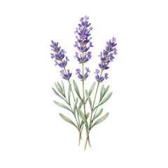 Obraz premium Beautiful Hand Drawn Watercolor Illustration of Fresh Purple Lavender Flowers Isolated on a White Background for Botanical Design