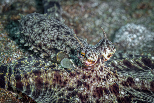 Mimic octopus @ Leyte, The Philippines
