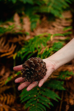 Hands Holding a Pine Cone in Autumn Forest &ndash; Nature Connection Close-Up
