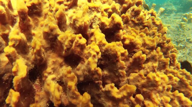  view of blue purple lavender finger branching various Staghorn Orbicella annularis Common appearance of a divided massive colony table Acropora Tenuis corals covered by Coralline algae with particle 