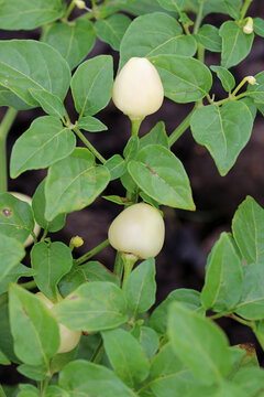 White chilli pepper fruits in close up