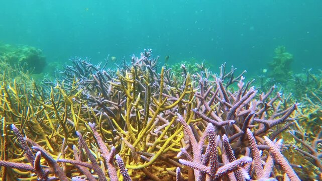slow motion view of blue purple lavender finger branching Staghorn corals covered by Coralline algae with particle flowing in the water at Siete Pecados Marine Park Coron Philippines