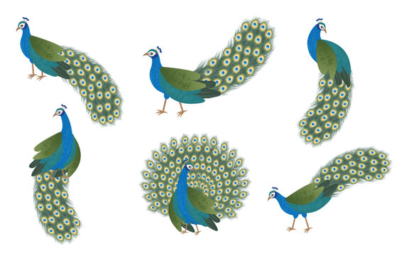 Retro Peacock design, with multiangle of peacock bird