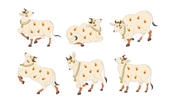 Cow Kamdhenu, a cow with golden strip