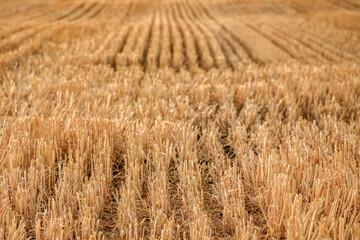 Golden harvested wheat field with detailed stubble rows and soft blurred background. Concept of agriculture, crop harvest, farming and natural countryside textures. Part of the "Agriculture" series. © Svitlana