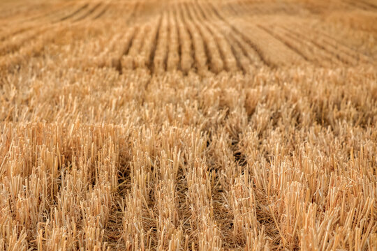 Golden harvested wheat field with detailed stubble rows and soft blurred background. Concept of agriculture, crop harvest, farming and natural countryside textures. Part of the "Agriculture" series.