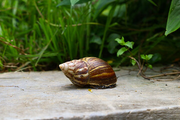 Close-up of a giant land snail shell resting on a concrete edge surrounded by lush green plants. © cholifah