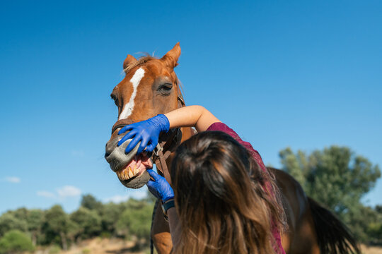 Equine veterinarian checking horse's teeth during mobile dental exam