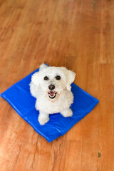 A small white Bichon Frise dog sits on a blue cooling mat over wooden flooring. The pet looks directly up toward the camera with an open mouth. © dsbedarieva