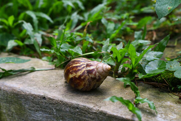 Close-up of a giant land snail shell resting on a concrete edge surrounded by lush green plants. © cholifah