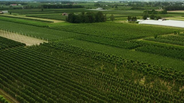 Green commercial tree nursery and plant plantation grows on a massive farm. Cultivated agricultural fields with straight rows surround industrial greenhouses and an irrigation pond.