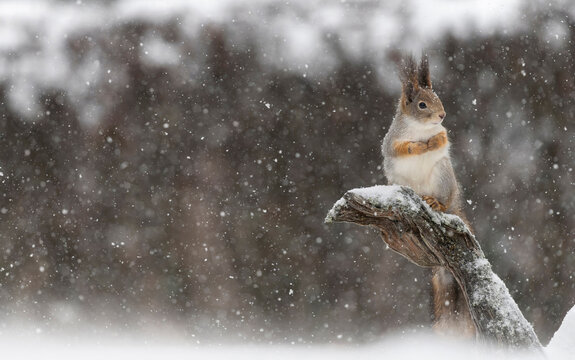 Red squirrel perched on a snow covered branch during snowfall