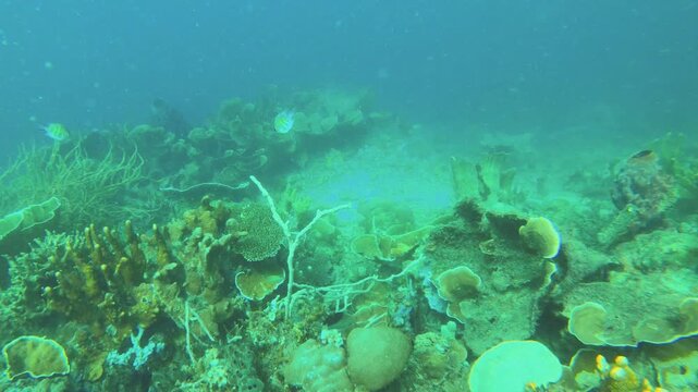 swimming along the bottom of sea and ocean of green finger branching Staghorn various latuce corals with sunlight hue ray shine at Siete Pecados Marine Park Coron Philippines