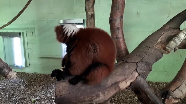 Red-Ruffed Lemur Eating Food Indoors