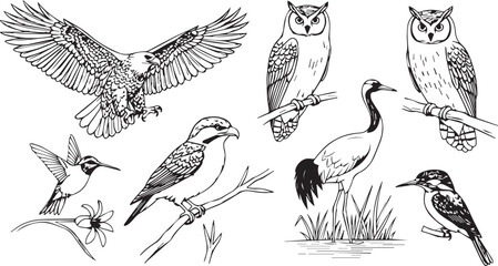 Fototapeta premium Collection of detailed bird illustrations including eagles owls and hummingbirds with wildlife illustration drawings hummingbird collection feathers