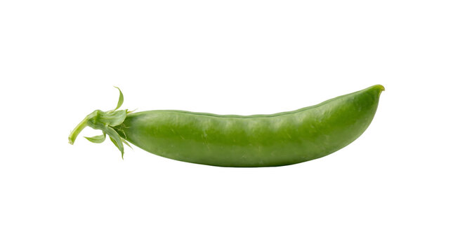 Green pea pod with a smooth curved shell and a delicate leafy stem attached at one end rendered in PNG format isolated on a transparent background