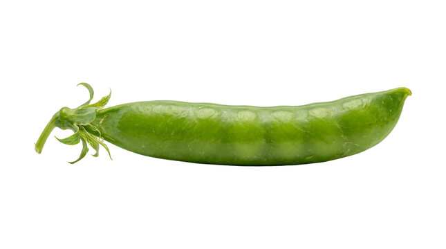 Green pea pod with a smooth curved shell and a delicate leafy stem attached at one end rendered in PNG format isolated on a transparent background