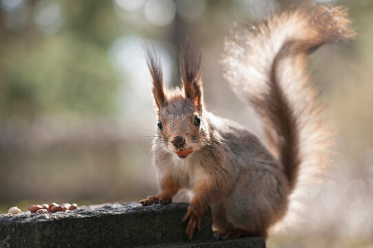A close-up portrait of a cute Eurasian red squirrel sitting on a stone, holding a peanut in its mouth and looking at camera.