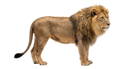 Male lion with a full golden mane standing in side profile view captured as isolated PNG with transparent background © Inkartia