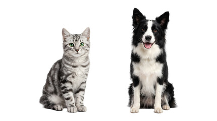 Tabby cat with striking green eyes sitting beside a black and white border collie dog with a cheerful expression rendered in PNG format isolated on a transparent background © Inkartia